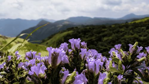 Neelakurinji Flower: 12-Year Bloom Magic In The Western Ghats!